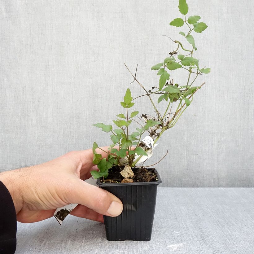 Ejemplar de Clematis vitalba Maceta de 8/9 cm entregado en otoño
