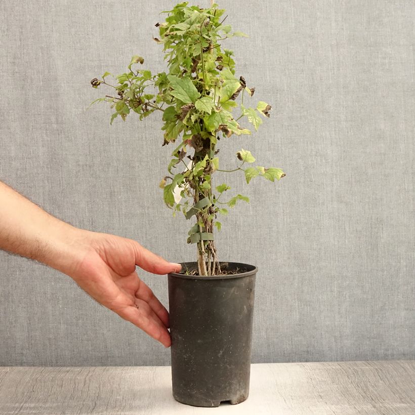 Ejemplar de Clematis vitalba Maceta 2L/3L entregado en verano