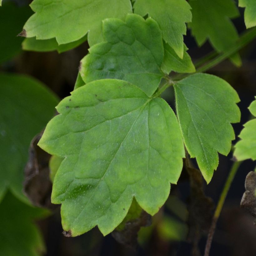 Clematis vitalba Trichotoma (Follaje)