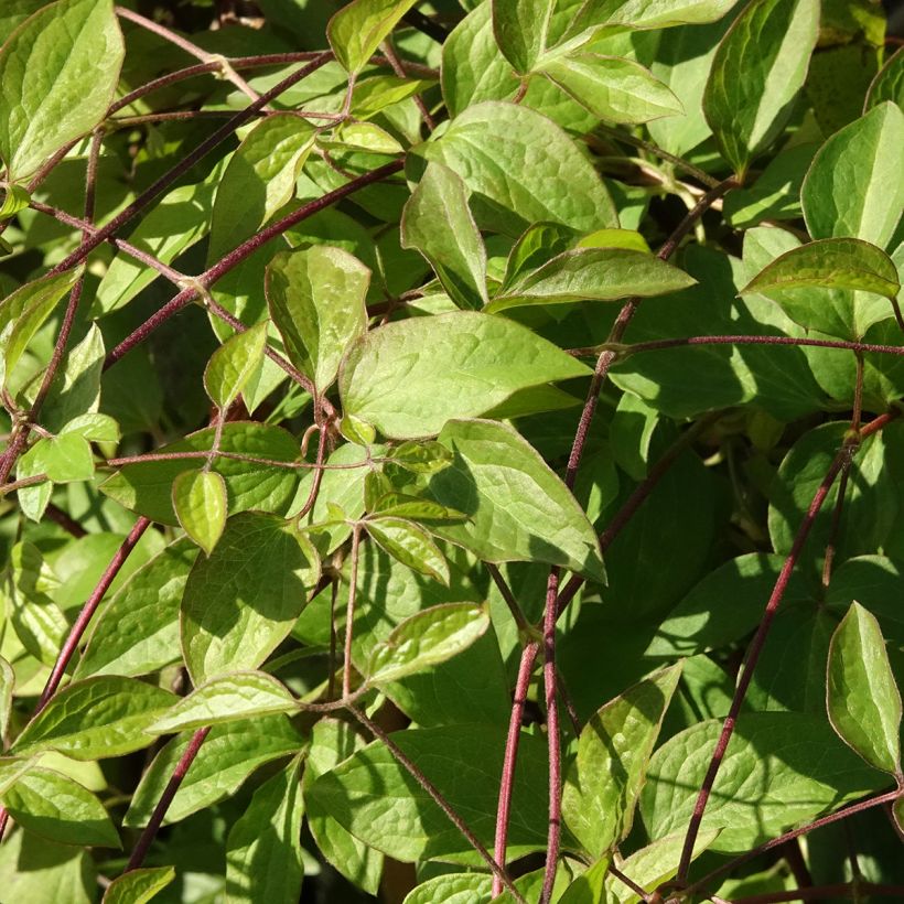 Clematis viticella Aotearoa (Follaje)
