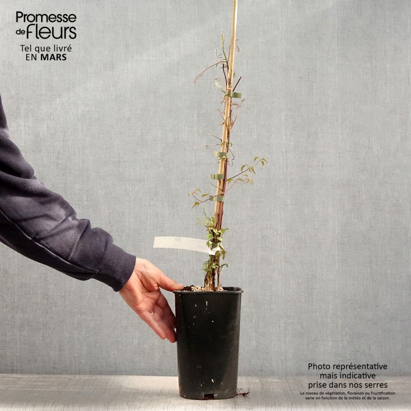 Clematis viticella Aotearoa Maceta 2L/3L Ejemplar entregado en la primavera