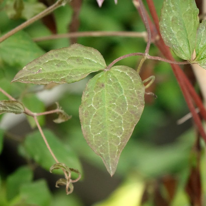 Clematis viticella Burning Love (Follaje)