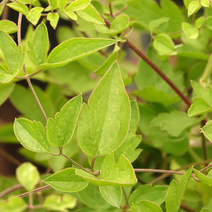 Clematis viticella Caerulea Luxurians (Follaje)
