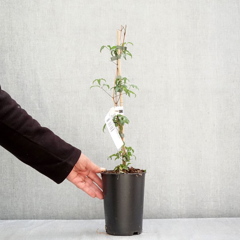 Ejemplar de Clematis viticella Glorious Day Maceta 1,5L/2L entregado en otoño