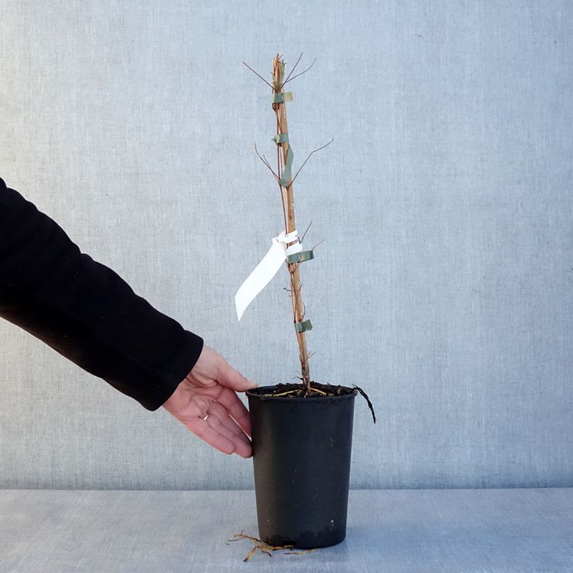 Clematis viticella Glorious Day Maceta 1,5L/2L Ejemplar entregado en invierno