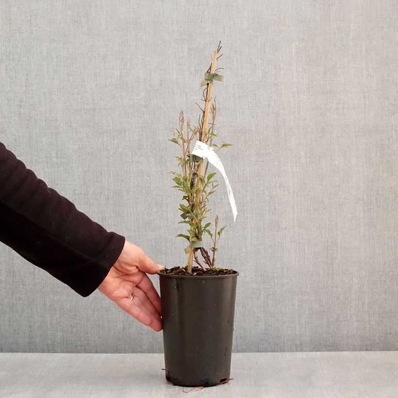 Clematis viticella Glorious Red Maceta 1,5L/2L Ejemplar entregado en la primavera