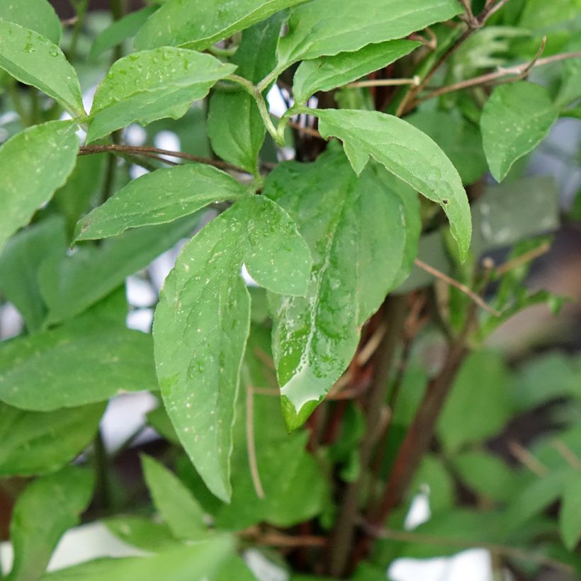 Clematis viticella Glorious Surprise (Follaje)