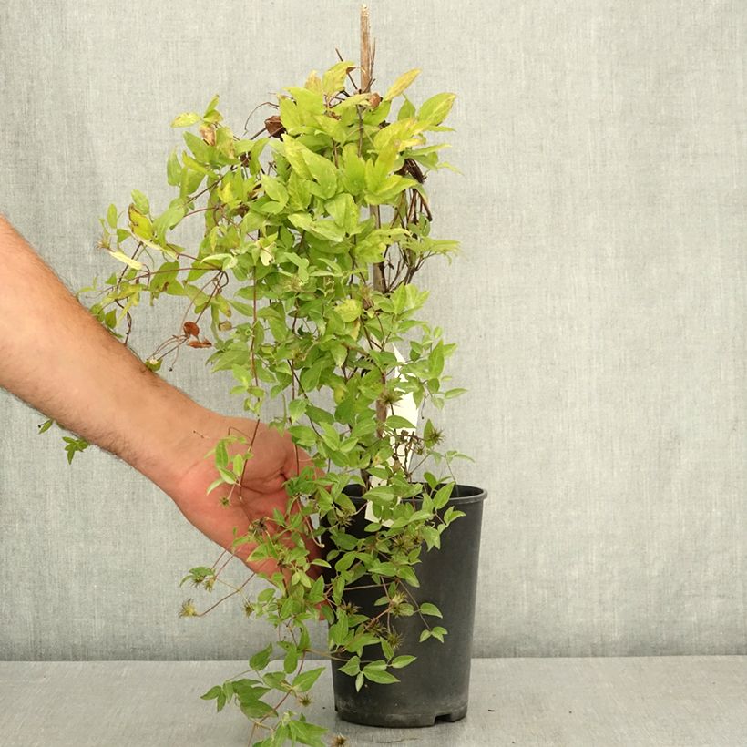 Ejemplar de Clematis viticella Glorious Surprise Maceta 2L/3L entregado en verano