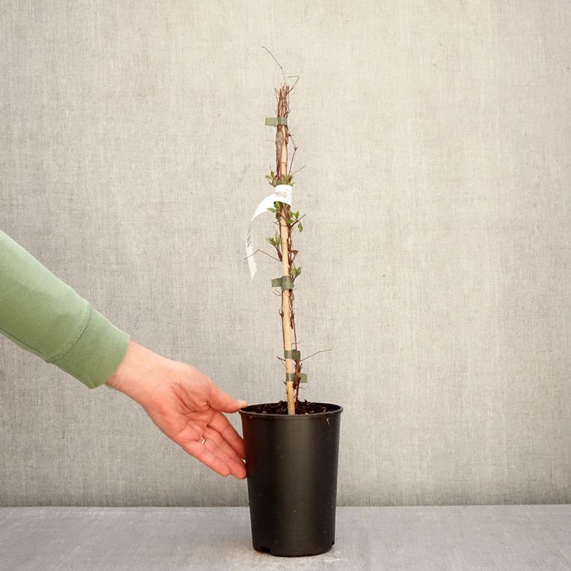 Clematis viticella Glorious Surprise Maceta 2L/3L Ejemplar entregado en invierno