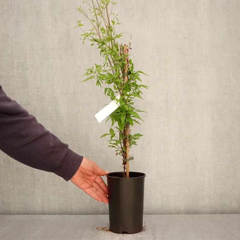 Clematis viticella Glorious Surprise Maceta 2L/3L Ejemplar entregado en la primavera