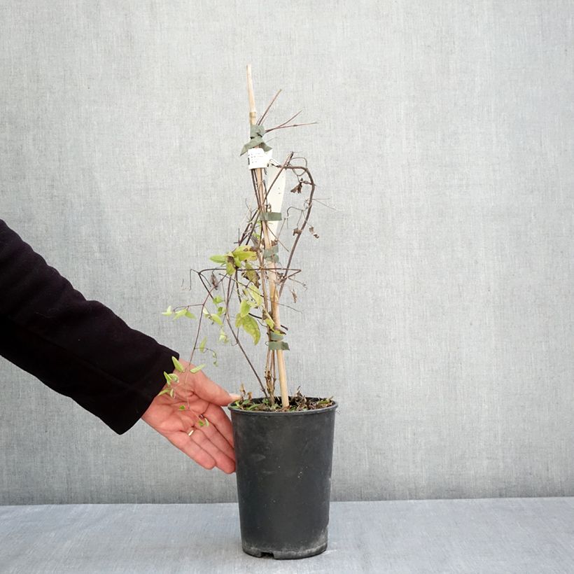 Ejemplar de Clematis Little Nell Maceta 2L/3L entregado en otoño