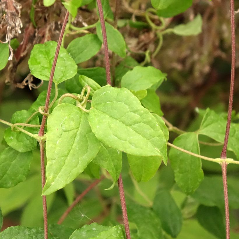 Clematis viticella Mme Julia Correvon (Follaje)