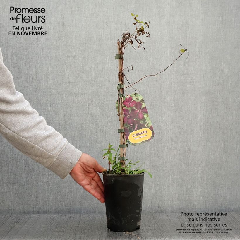 Ejemplar de Clematis viticella Royal Velours Maceta 2L/3L entregado en otoño
