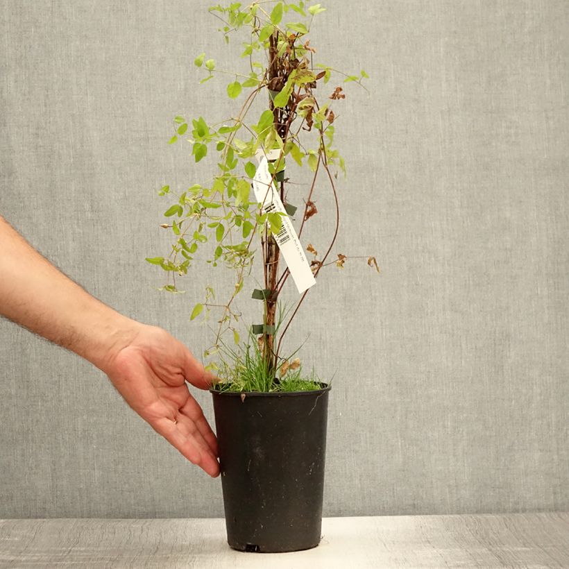 Ejemplar de Clematis viticella Royal Velours Maceta 2L/3L entregado en verano