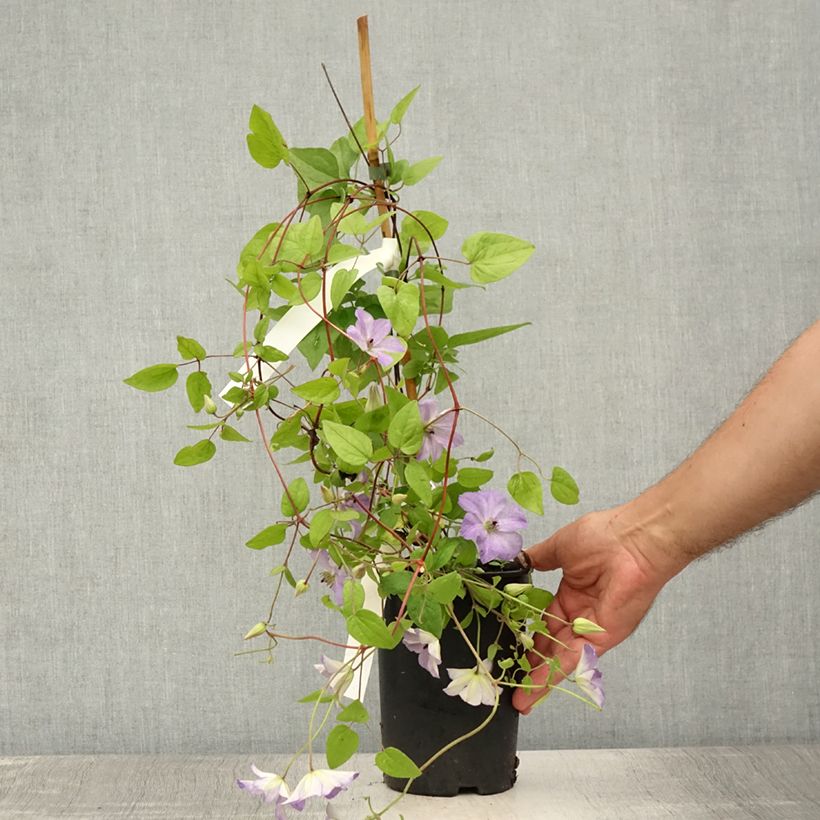 Ejemplar de Clématite - Clematis viticella Sea Breeze Pot de 2L/3L entregado en verano