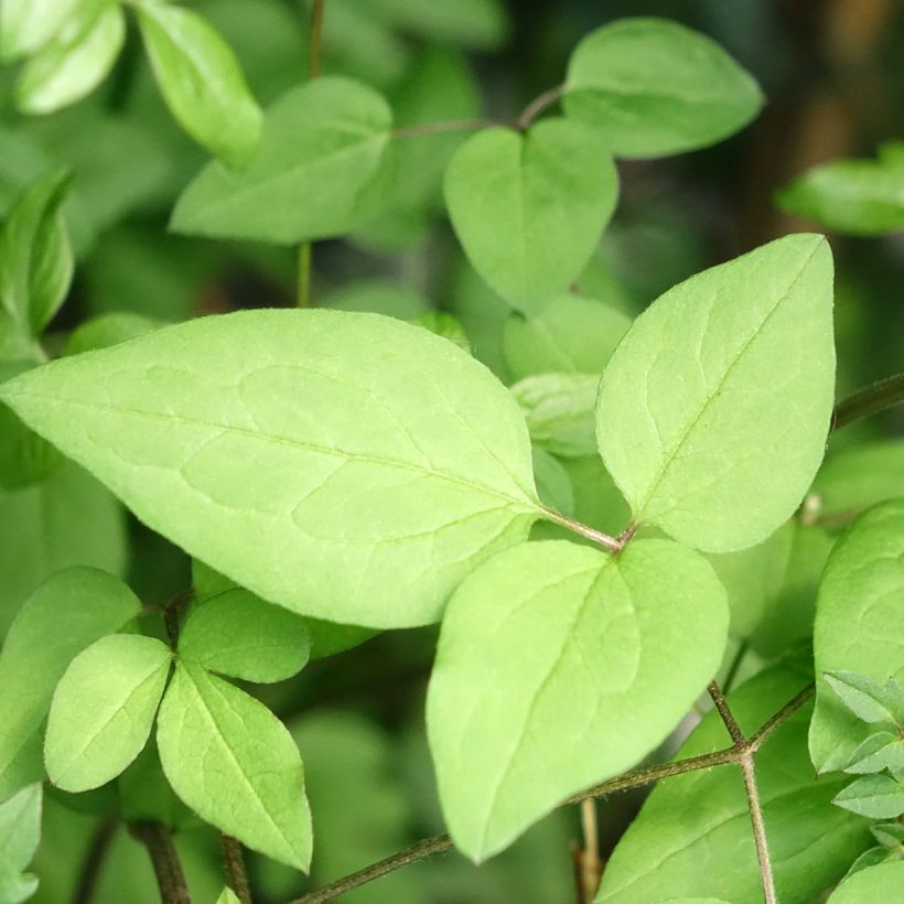 Clematis viticella Welcome Home (Follaje)