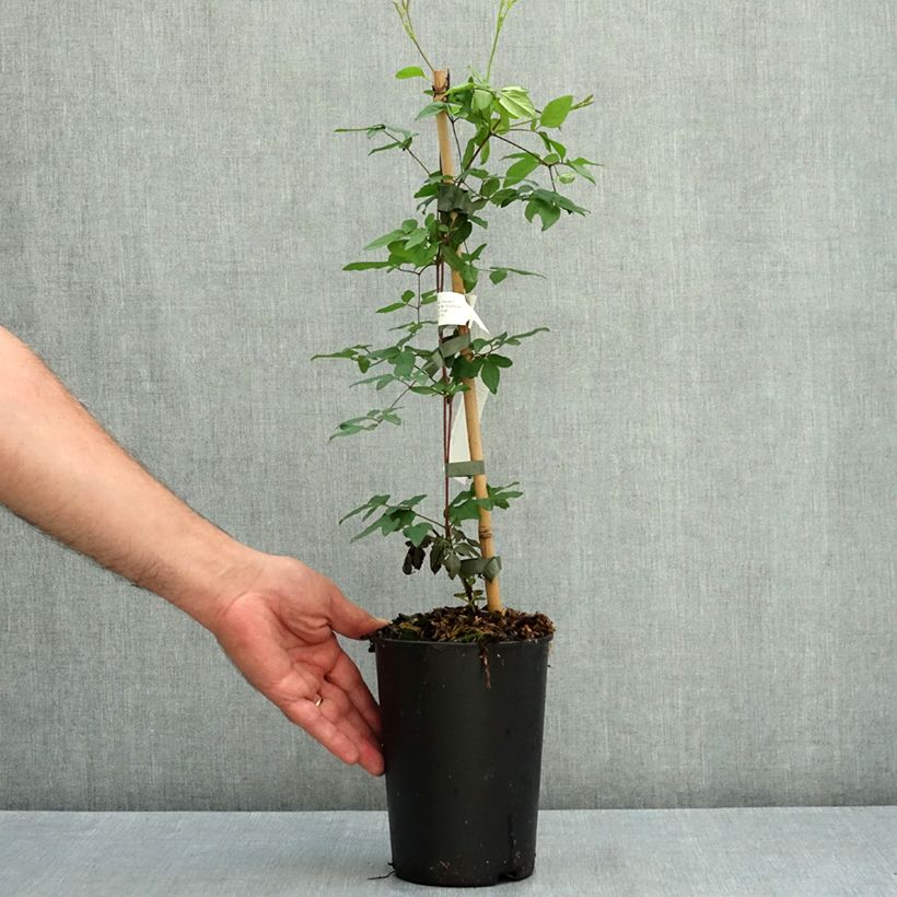 Ejemplar de Clematis viticella Welcome Home Maceta 2L/3L entregado en verano