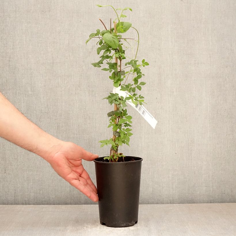 Clematis viticella Welcome Home Maceta 2L/3L Ejemplar entregado en la primavera