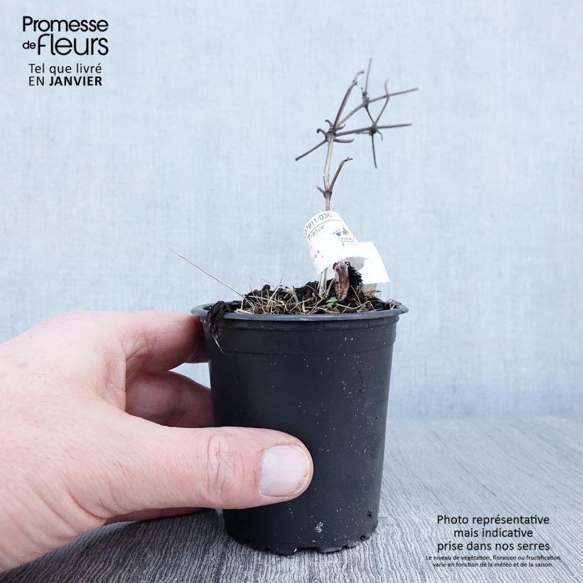 Clematis Vyvyan Pennell Maceta de 8/9 cm Ejemplar entregado en invierno