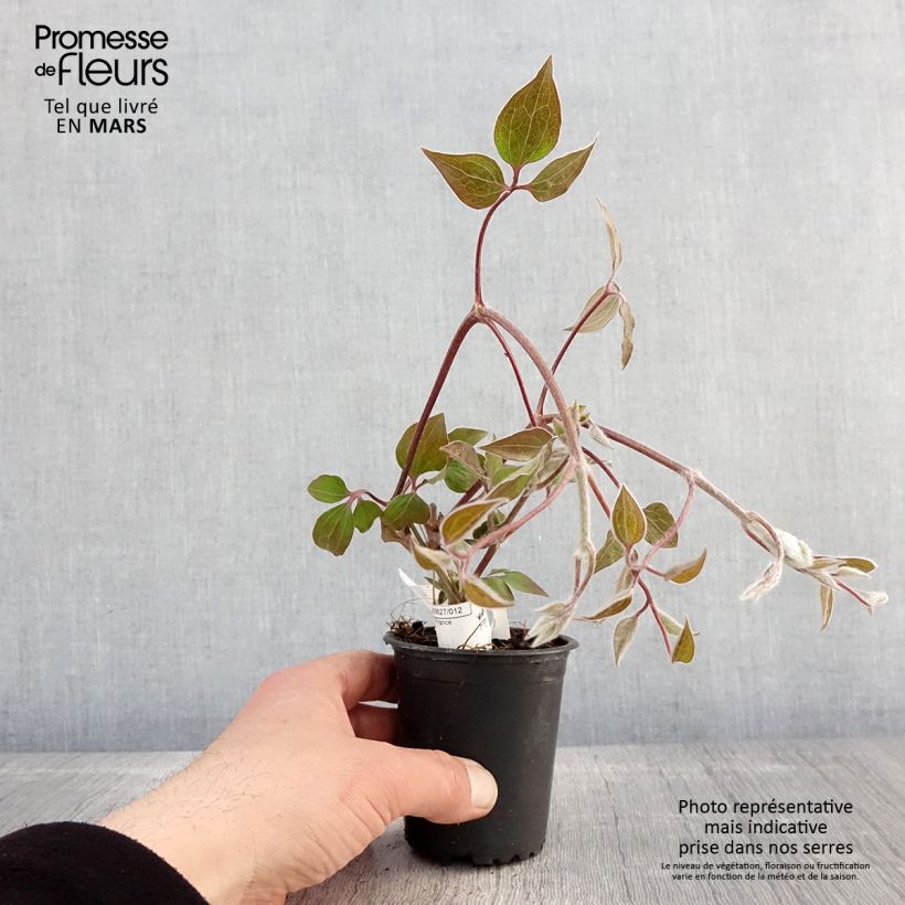 Clematis Vyvyan Pennell Maceta de 8/9 cm Ejemplar entregado en la primavera