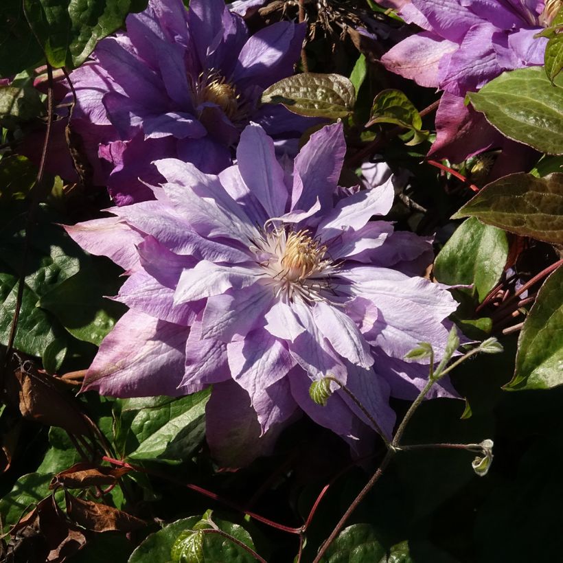 Clematis Vyvyan Pennell (Floración)