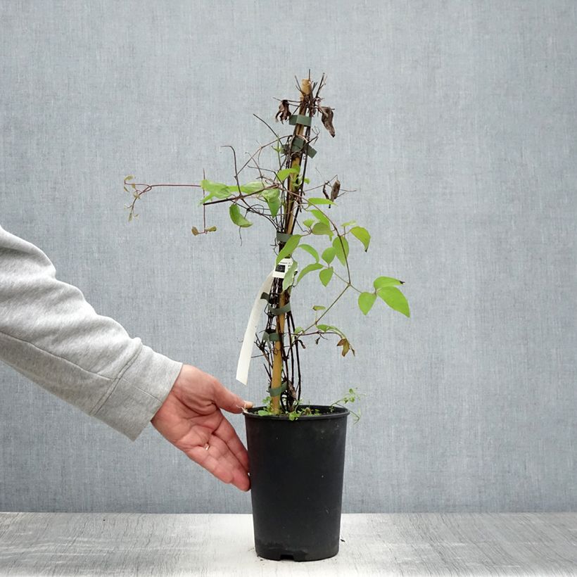 Ejemplar de Clematis Yukiokoshi Maceta 2L/3L entregado en verano