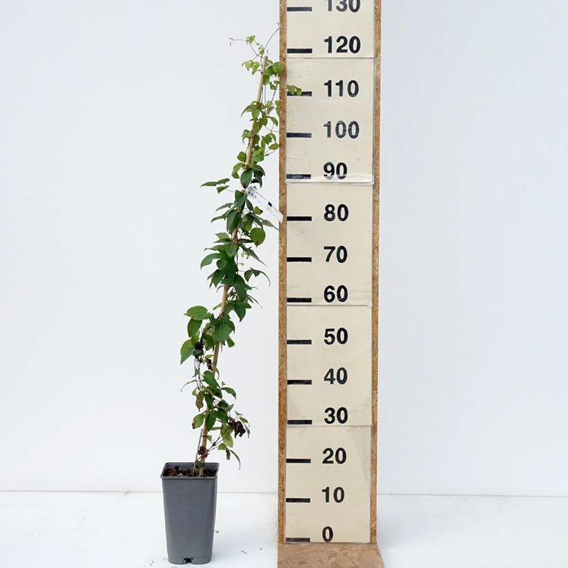 Ejemplar de Clematis Delphine Maceta 2L/3L entregado en otoño