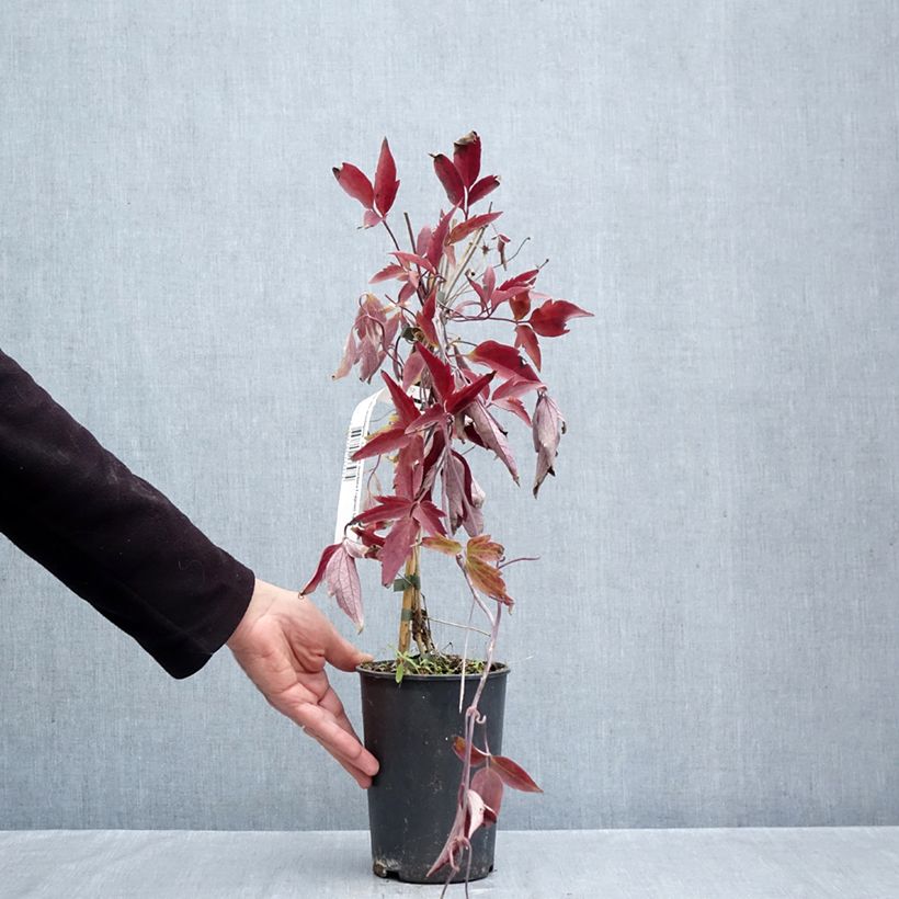 Ejemplar de Clématite des montagnes - Clematis montana Fragrant Spring Pot de 1,5L/2L entregado en otoño