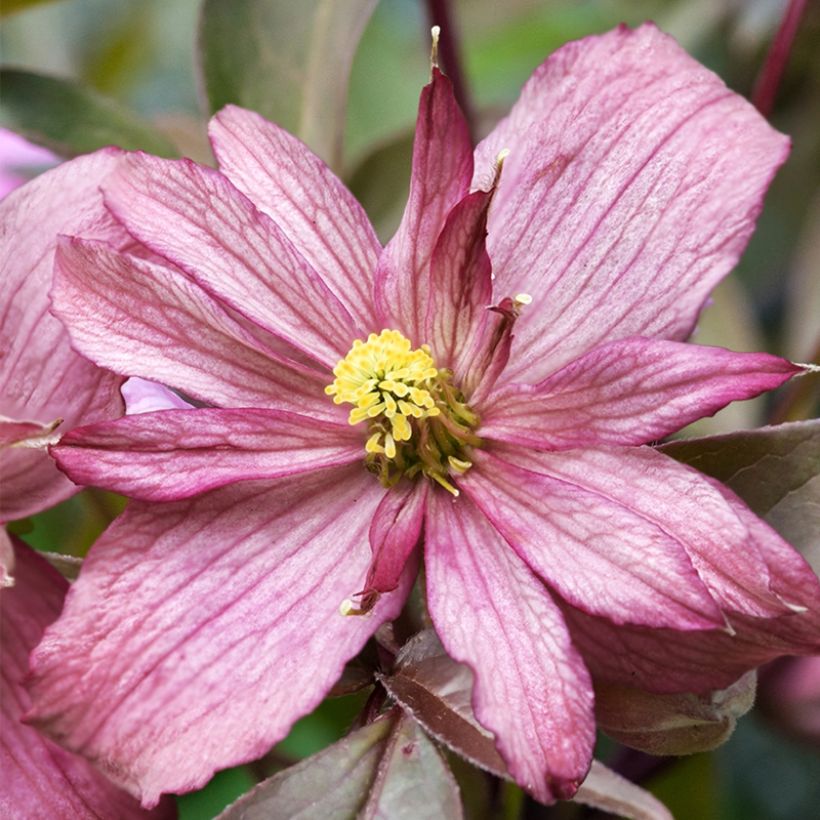 Clematis montana Sunrise (Floración)
