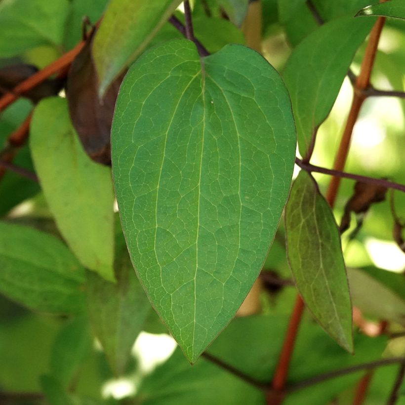 Clematis Etoile de Malicorne (Follaje)