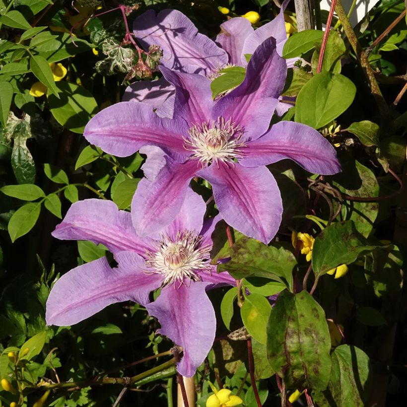 Clematis Etoile de Malicorne (Floración)
