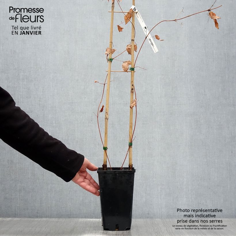 Clematis Hayate Maceta 2L/3L Ejemplar entregado en invierno