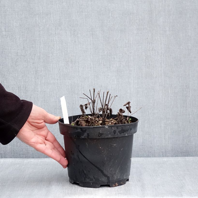 Clematis heracleifolia China Purple Maceta 2L/3L Ejemplar entregado en invierno