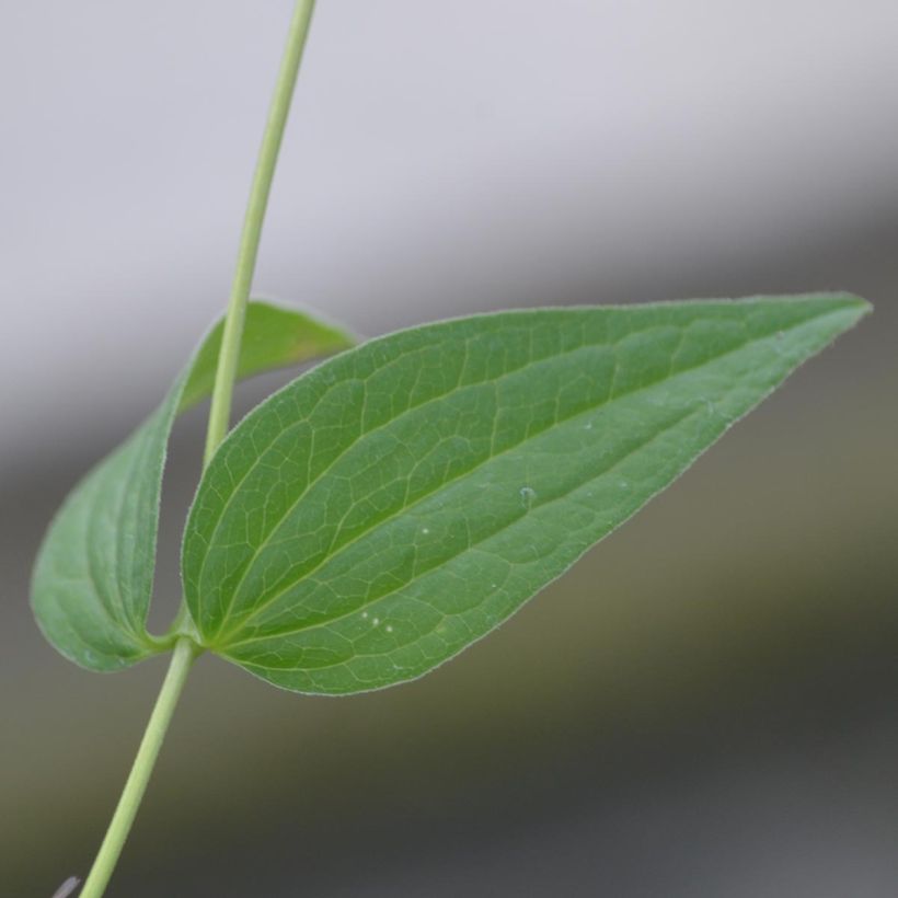 Clematis integrifolia Alba (Follaje)