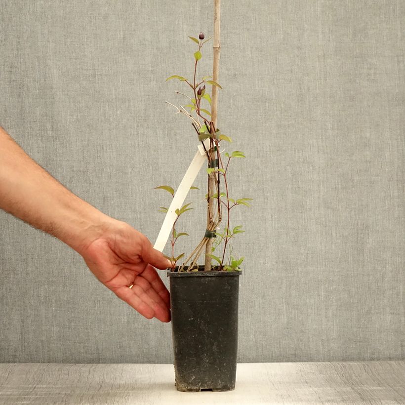 Ejemplar de Clematis integrifolia Blue Boy Maceta 1,5L/2L entregado en verano