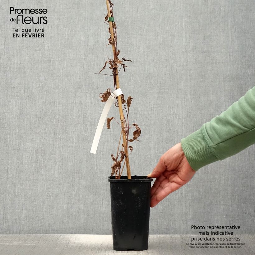 Clematis integrifolia Blue Boy Maceta 1,5L/2L Ejemplar entregado en invierno