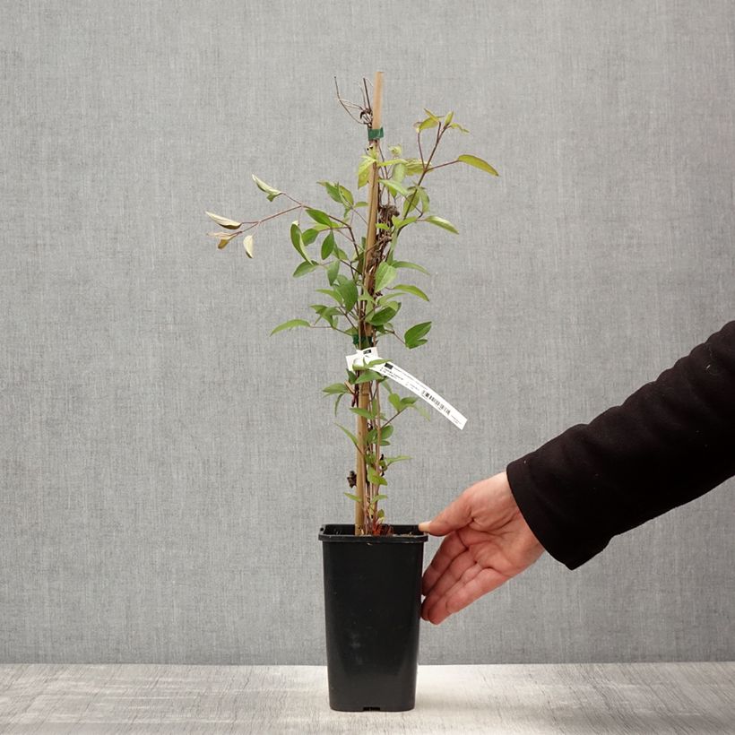 Clematis integrifolia Blue Boy Maceta 1,5L/2L Ejemplar entregado en la primavera