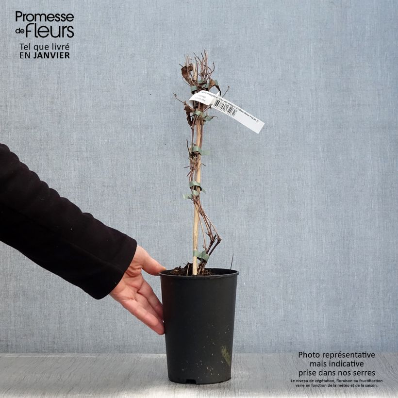 Clematis integrifolia Blue River Maceta 2L/3L Ejemplar entregado en invierno