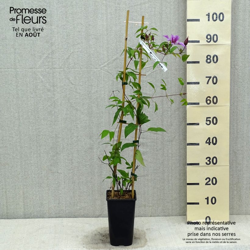 Ejemplar de Clematis integrifolia Saphyra Duo Rose Maceta 2L/3L entregado en verano