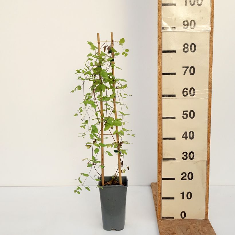 Ejemplar de Clematis viticella Walemburg Maceta 1,5L/2L entregado en otoño