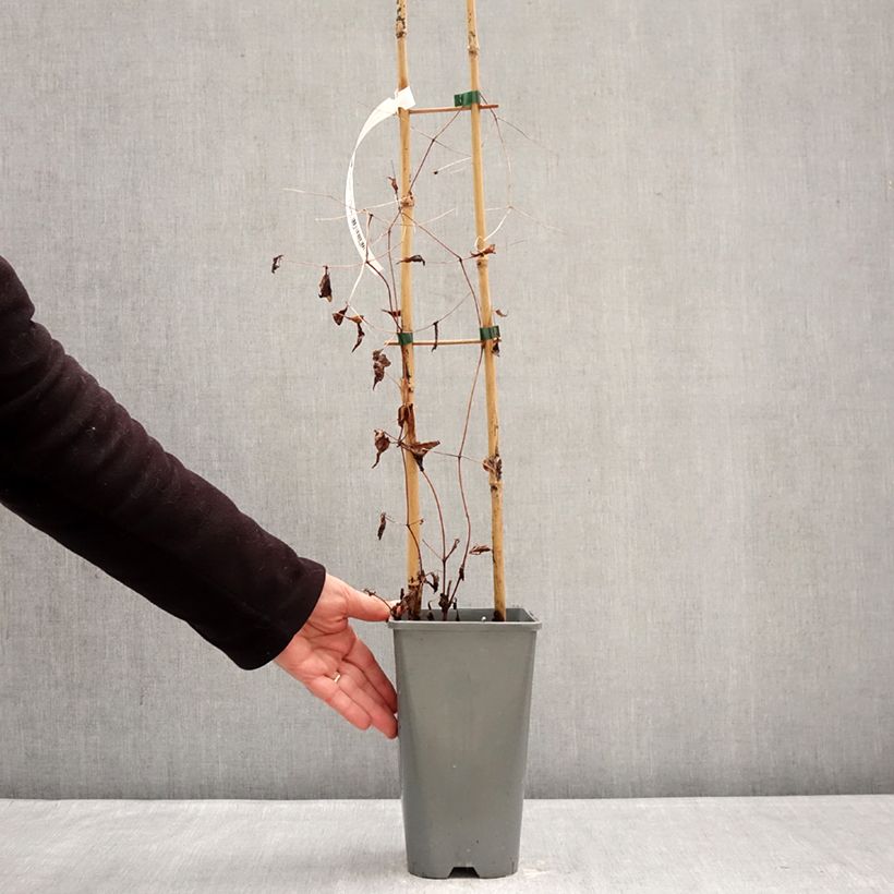 Clematis viticella Walemburg Maceta 1,5L/2L Ejemplar entregado en invierno