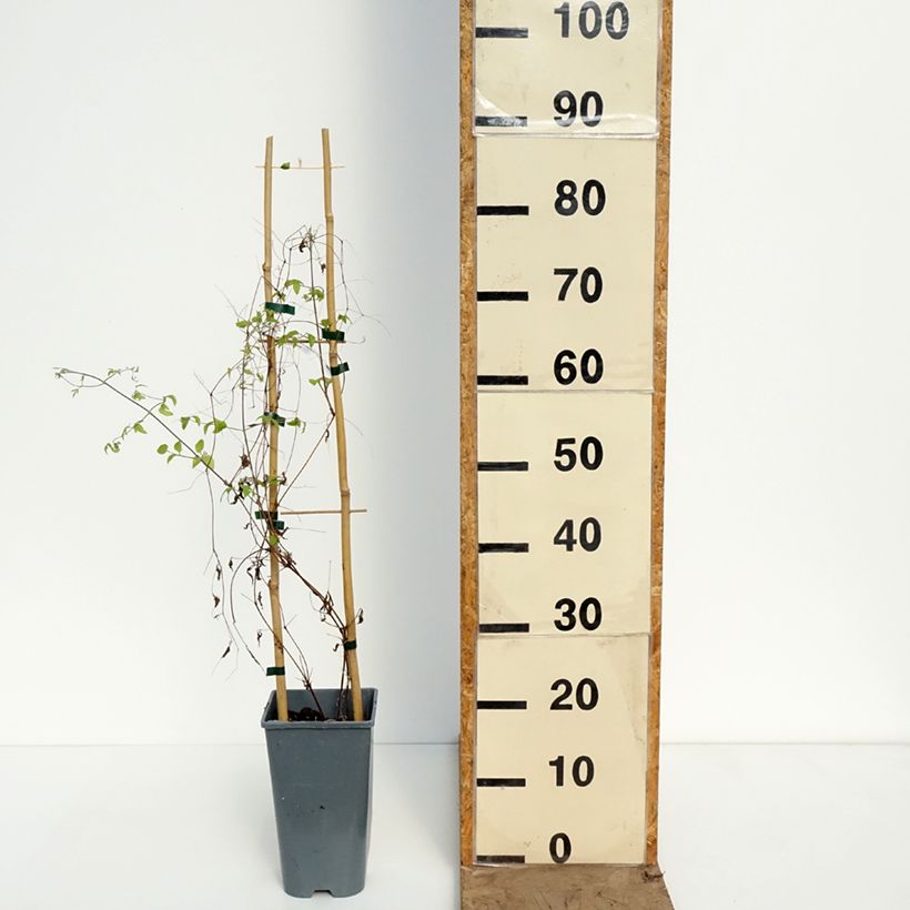 Clematis viticella Walemburg Maceta 1,5L/2L Ejemplar entregado en la primavera