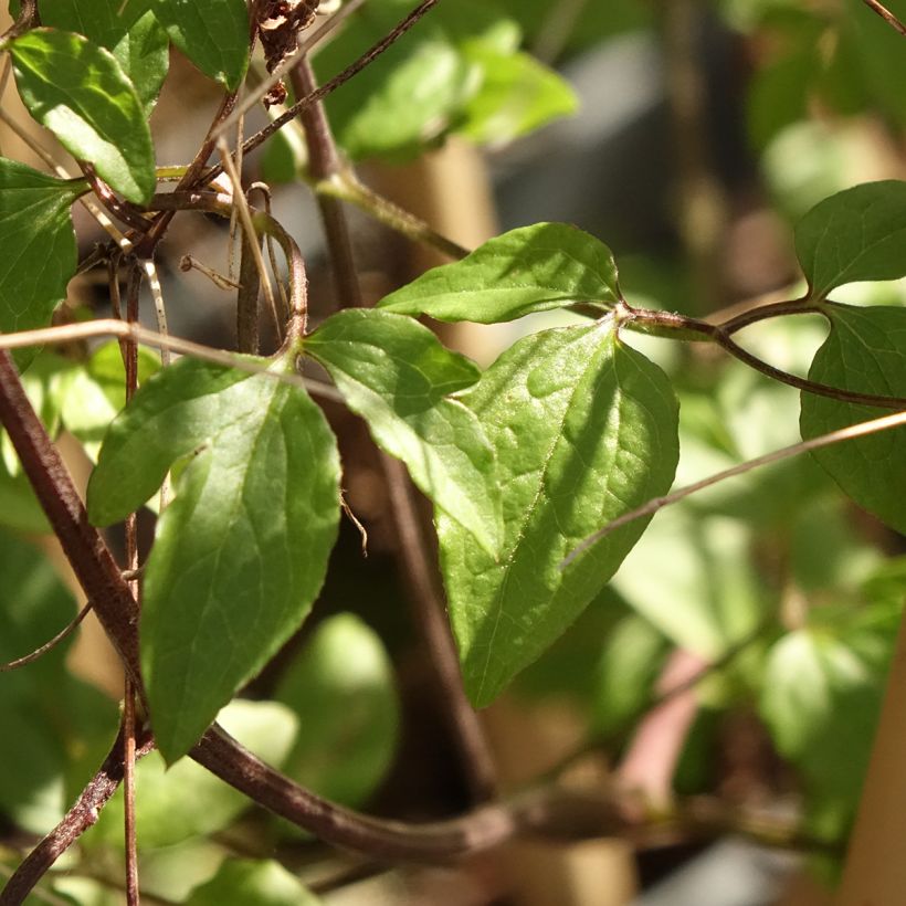 Clematis viticella Walemburg (Follaje)