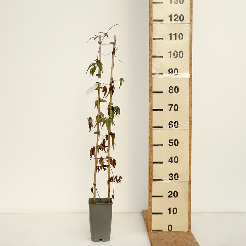 Ejemplar de Clematis Lavallée n°1 Maceta 2L/3L entregado en otoño
