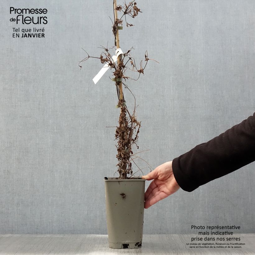 Clematis Willy Maceta 2L/3L Ejemplar entregado en invierno