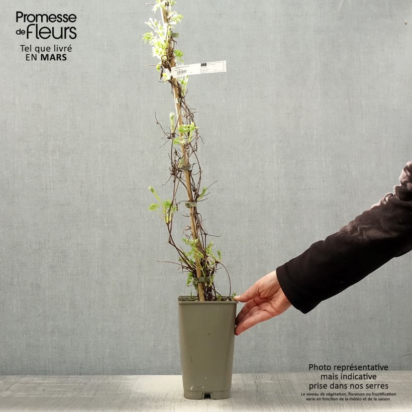 Clematis Willy Maceta 2L/3L Ejemplar entregado en la primavera