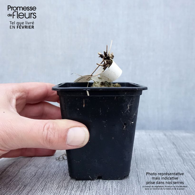 Clematis macropetala Maceta de 8/9 cm Ejemplar entregado en invierno