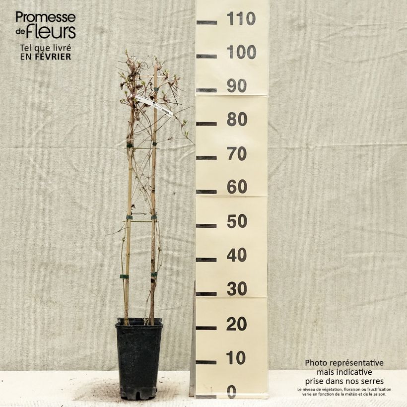 Clematis macropetala Maceta 3L/4L Ejemplar entregado en invierno