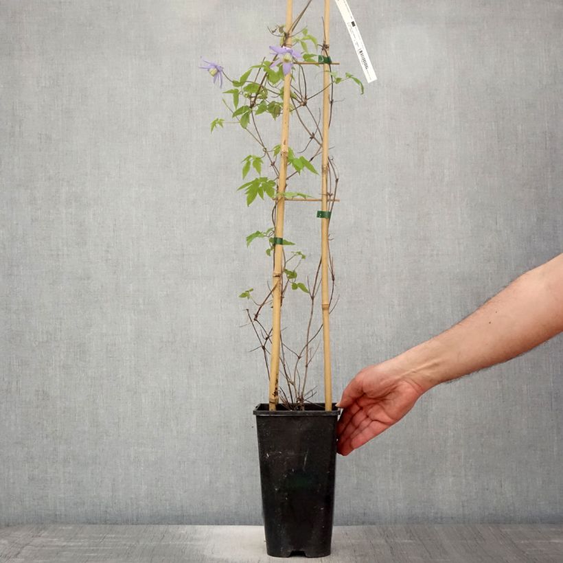 Clematis macropetala Maceta 3L/4L Ejemplar entregado en la primavera