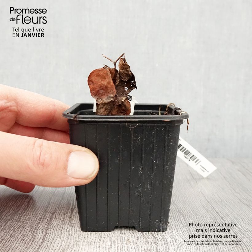 Clematis Mme Lecoultre Maceta de 8/9 cm Ejemplar entregado en invierno